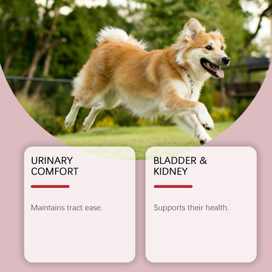 HKM-0486845 Herbal Urinary Relief Drops for Dogs - Natural Ingredients for Comfort