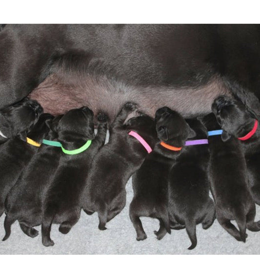 HKM-3459133 Adjustable Rainbow Velcro Identification Collar for Kittens and Puppies, Soft Nylon, Perfect for Newborn Pets