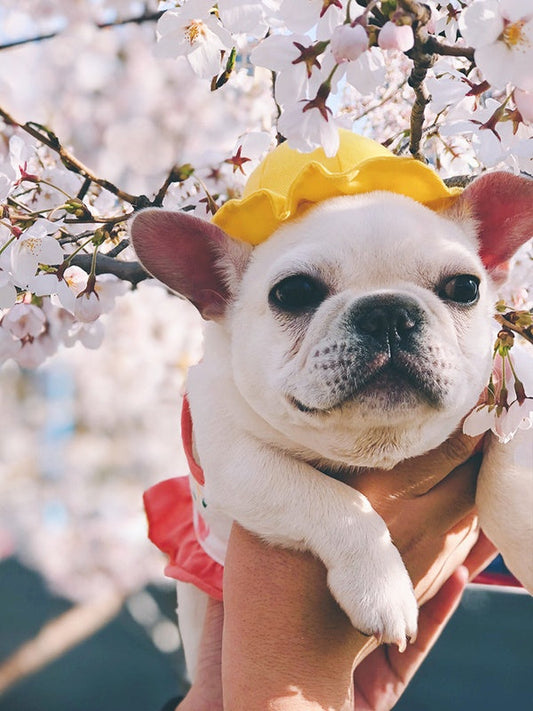 HKM-3698621 Cute Fisherman Hat for Pets - Two Sizes Available, Adjustable Canvas with Elastic Straps