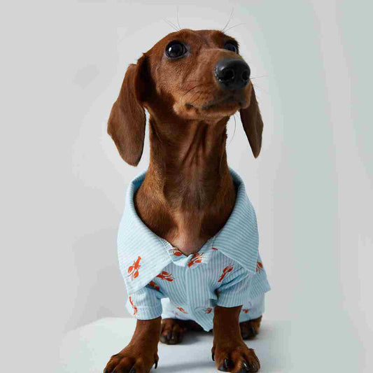 HKM-3926205 Pet Shirt for Small Dogs and Cats - Soft Fabric, Blue and Light Blue Options, Multiple Sizes Available