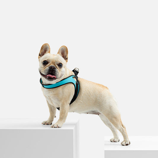 HKM-4794173 Leather Puppy Harness Leash in Multiple Colors and Sizes
