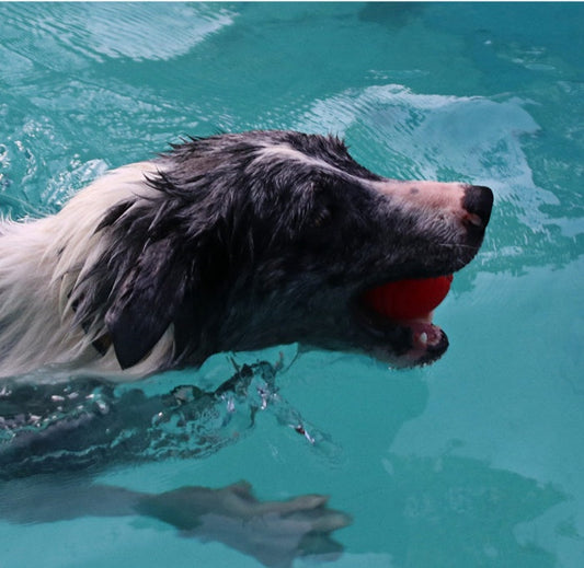 HKM-515795 Pet Dog Bouncy Ball, Bite-resistant Solid Ball, Rubber Bite