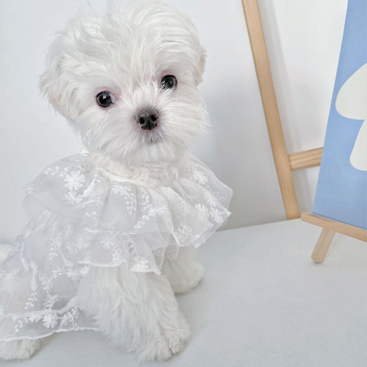 HKM-5379517 Cute White Lace Tulle Dog Skirt with Embroidery for Summer Wear