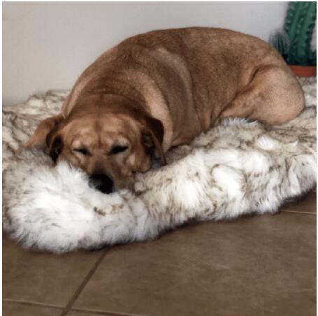 HKM-5398077 Plush Warm Pet Blanket for Cozy Snuggling and Protection on Sofas and Beds