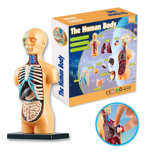 HKM-664339 Mini Human Anatomy Model for Kids Education in Primary Schools