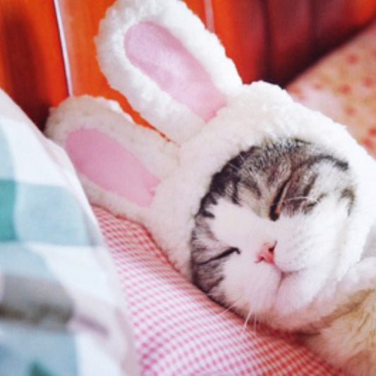 HKM-018515 Cute Rabbit Ears Pet Headdress for Cats and Dogs - Winter Cotton Wool Accessory