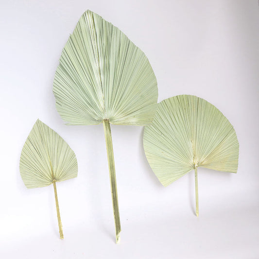 HKM-093651 Natural Dried Brown Palm Leaf for Home Decor - Large Size, 40-45cm Length, Various Styles Available