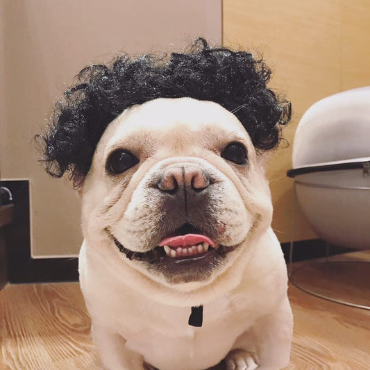 HKM-139923 Fashionable Dog Wig Head Ornament for Parties - Available in Multiple Colors