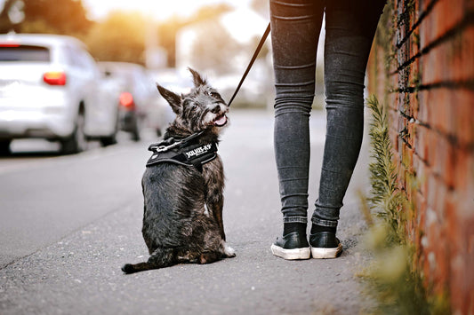 HKM-251091 Customizable Oxford Cloth Towing Rope for Medium and Large Dogs in Various Colors and Sizes