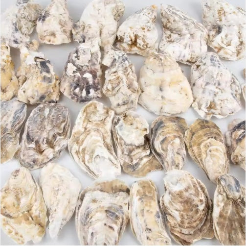 HKM-914963 30 Natural Oyster Shells with Pearl for DIY Arts and Crafts Decor, 2-2.5 Inches