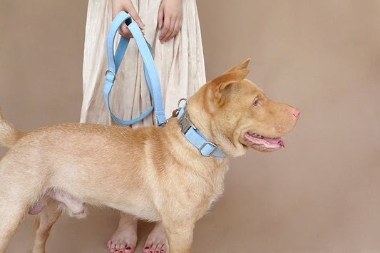 HKM-967891 Sky Blue Velvet Pet Dog Collar - Adjustable Polyester Design for All Sizes
