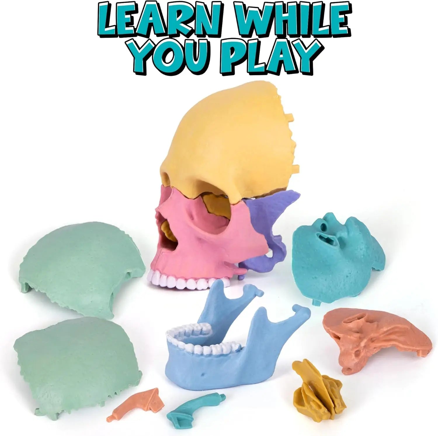 HKM-379027 3D Anatomy Puzzle Toy - Human Skull Model with 10 Educational Cards for Kids