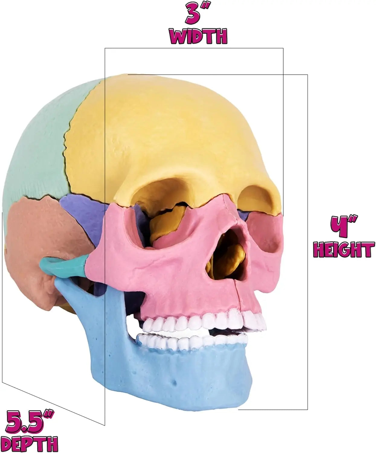 HKM-379027 3D Anatomy Puzzle Toy - Human Skull Model with 10 Educational Cards for Kids