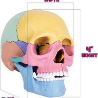 HKM-379027 3D Anatomy Puzzle Toy - Human Skull Model with 10 Educational Cards for Kids