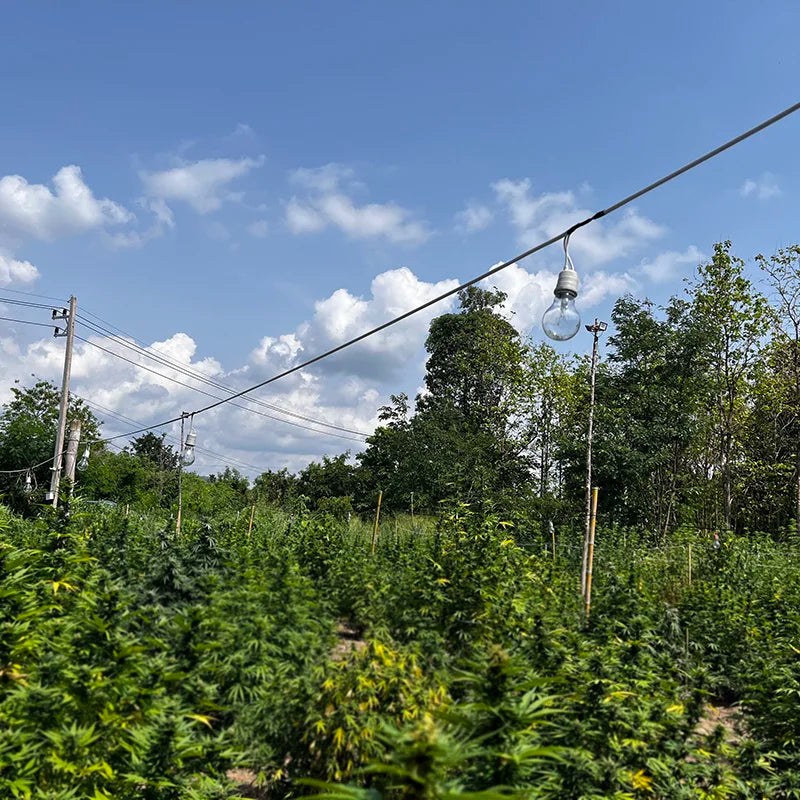 KTX-522963 Full Spectrum Waterproof Adjustable LED Grow Light Bulb - 15W/30W