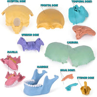 HKM-379027 3D Anatomy Puzzle Toy - Human Skull Model with 10 Educational Cards for Kids
