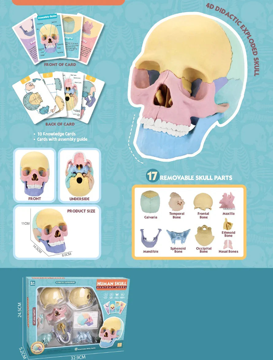 HKM-379027 3D Anatomy Puzzle Toy - Human Skull Model with 10 Educational Cards for Kids