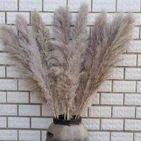 Wholesale Pampas Dried Natural Faux Tall Pampas Grass White for Wedding
