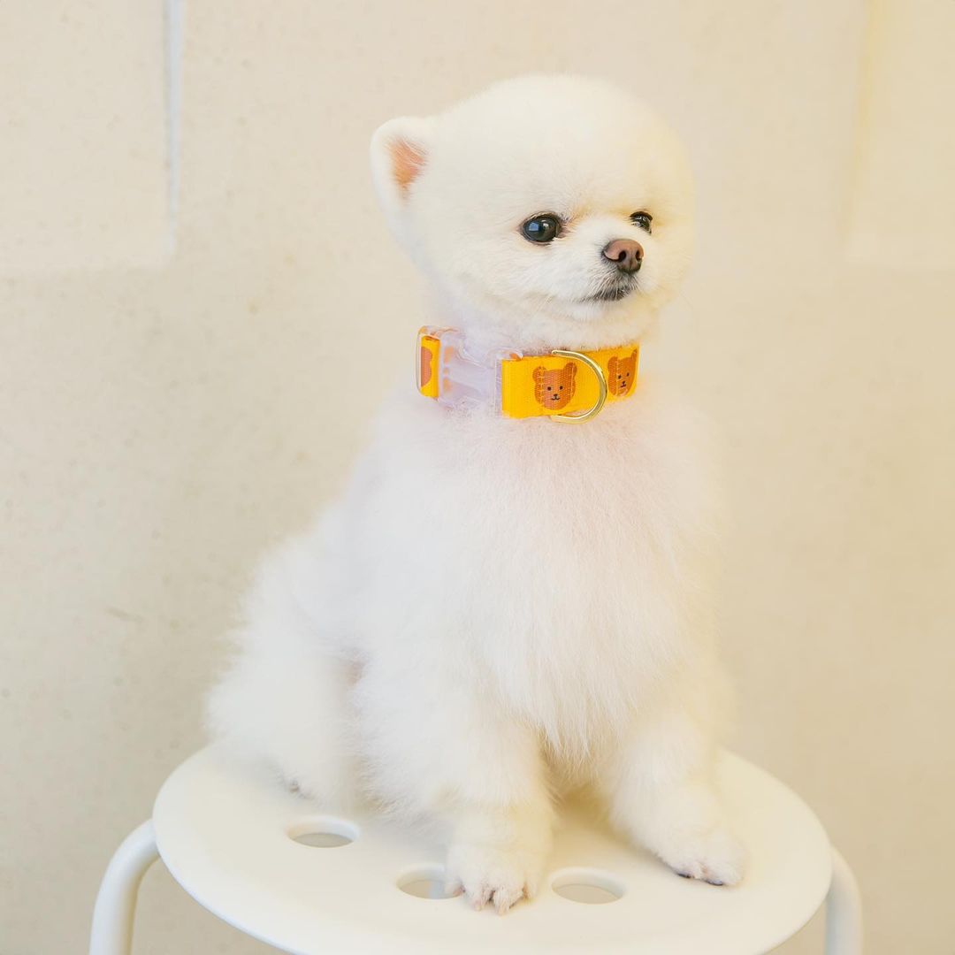 HKM-0024253 Cute Cartoon Soft Polyester Pet Collar in Yellow, Green, and Camel - Sizes S & M Available