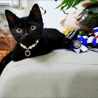 HKM-0057661 Internet Celebrity Cat Themed Pearl Necklace in Various Colors and Sizes