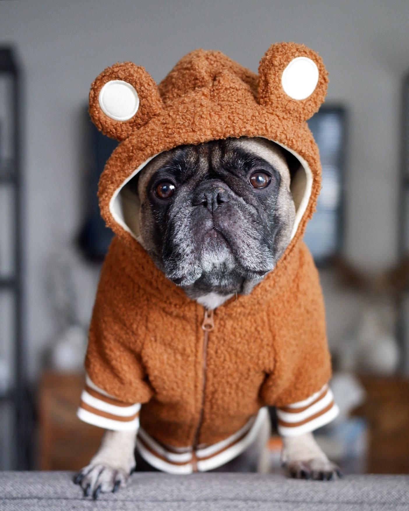 HKM-0125629 Fleece-Lined Warm Sweater for Dogs with Ear Details in Brown and Pink Options