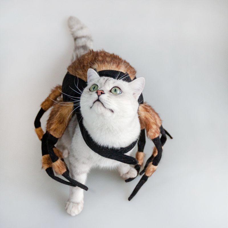 HKM-0157501 Pet Spider Costume for Cats and Dogs in Yellow - Acrylic, Fashionable Design