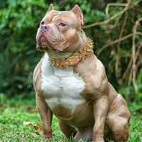 HKM-0162877 Stylish Anti-Bite Collar Chain for Dogs with Adjustable Fit and Extension Chain