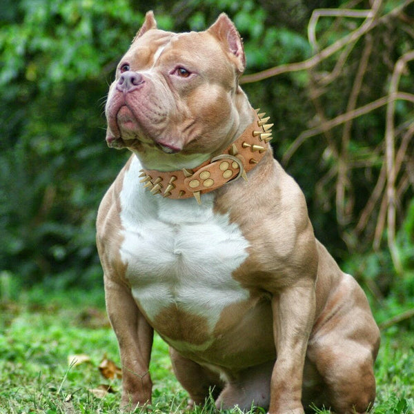 HKM-0162877 Stylish Anti-Bite Collar Chain for Dogs with Adjustable Fit and Extension Chain