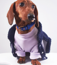 HKM-0184893 Casual Winter Pet Clothing for Cats and Puppies - Warm Suede Lined Attire, Various Sizes Available