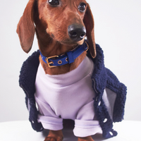 HKM-0184893 Casual Winter Pet Clothing for Cats and Puppies - Warm Suede Lined Attire, Various Sizes Available