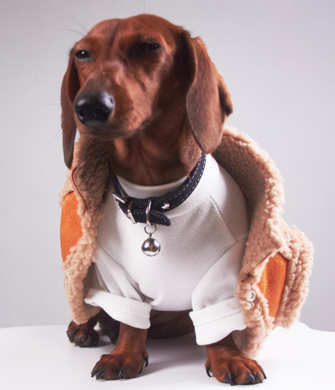 HKM-0184893 Casual Winter Pet Clothing for Cats and Puppies - Warm Suede Lined Attire, Various Sizes Available