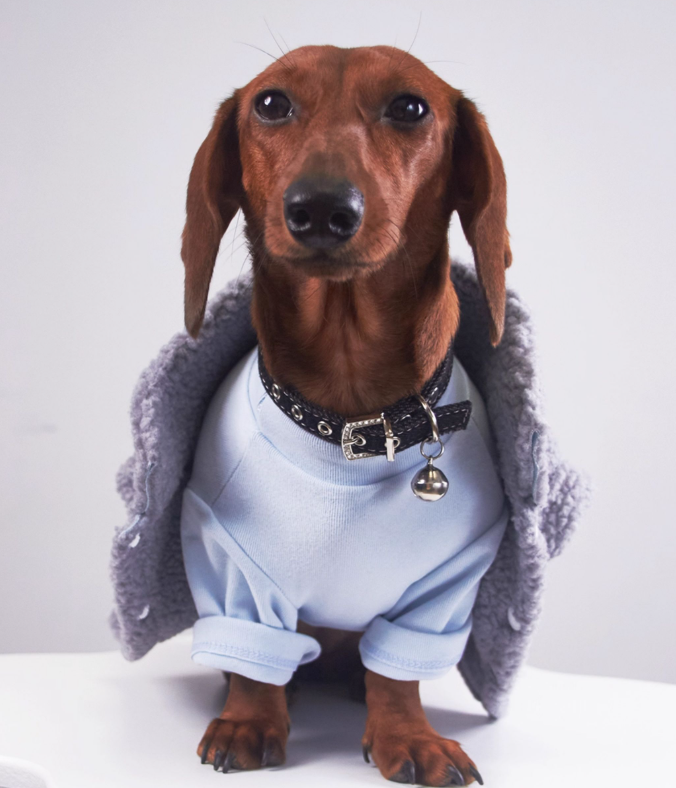 HKM-0184893 Casual Winter Pet Clothing for Cats and Puppies - Warm Suede Lined Attire, Various Sizes Available