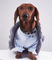 HKM-0184893 Casual Winter Pet Clothing for Cats and Puppies - Warm Suede Lined Attire, Various Sizes Available