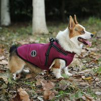 HKM-0227005 Multicolor Casual Pet Clothing for Warmth - XS to 2XL Sizes Available