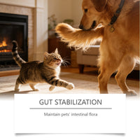 HKM-0257469 Probiotic Powder for Pet Digestive Health with Chicken and Prebiotic Ingredients