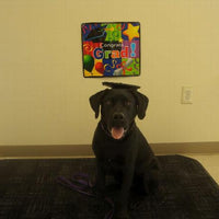 HKM-0288573 Pet Graduation Cap with Yellow Tassel for Dogs - Adjustable Fabric Design, One Size Fits All