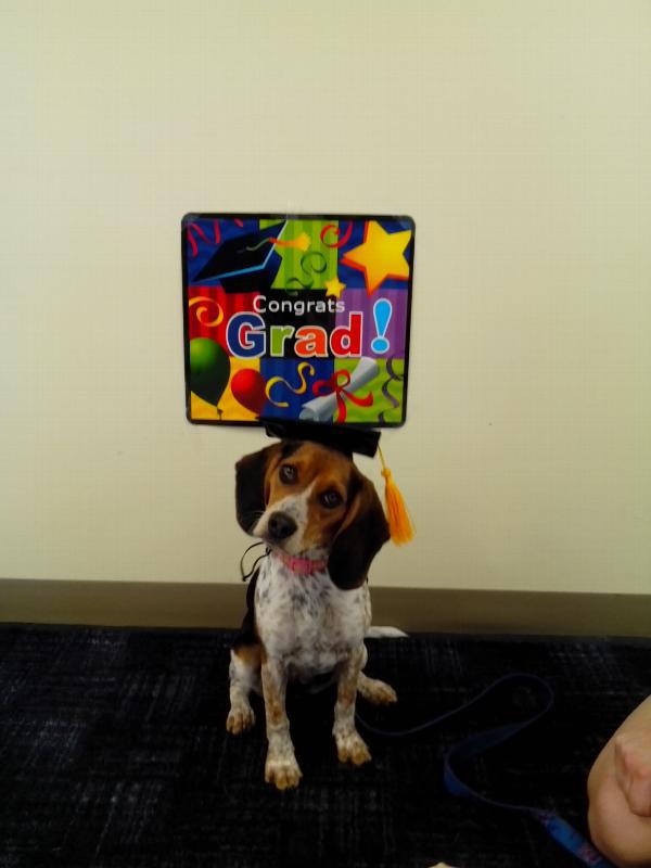 HKM-0288573 Pet Graduation Cap with Yellow Tassel for Dogs - Adjustable Fabric Design, One Size Fits All