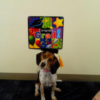 HKM-0288573 Pet Graduation Cap with Yellow Tassel for Dogs - Adjustable Fabric Design, One Size Fits All