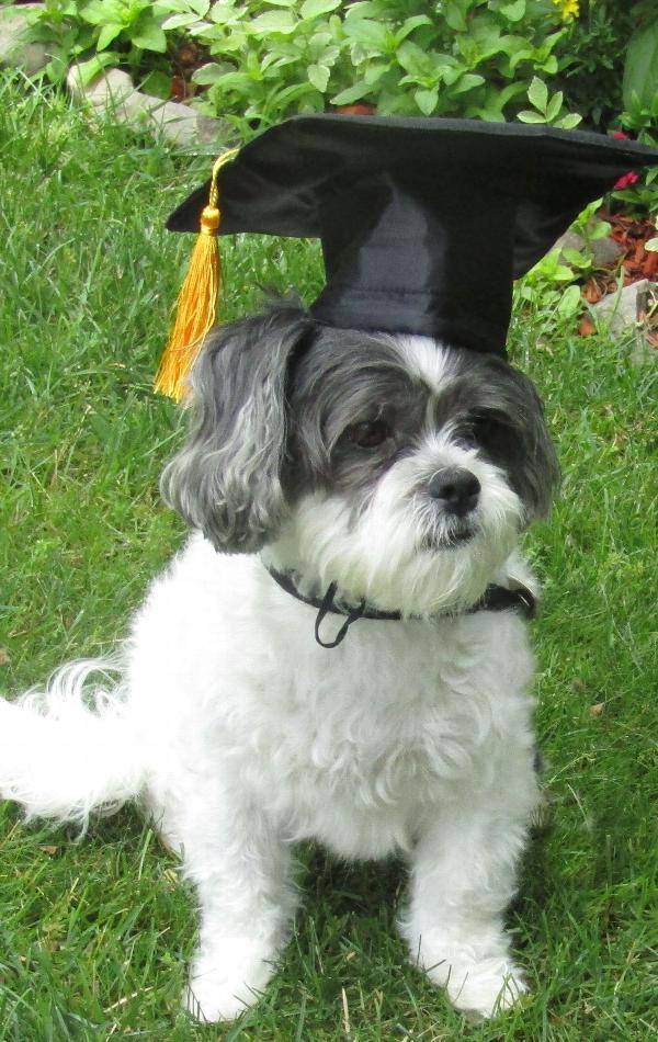 HKM-0288573 Pet Graduation Cap with Yellow Tassel for Dogs - Adjustable Fabric Design, One Size Fits All