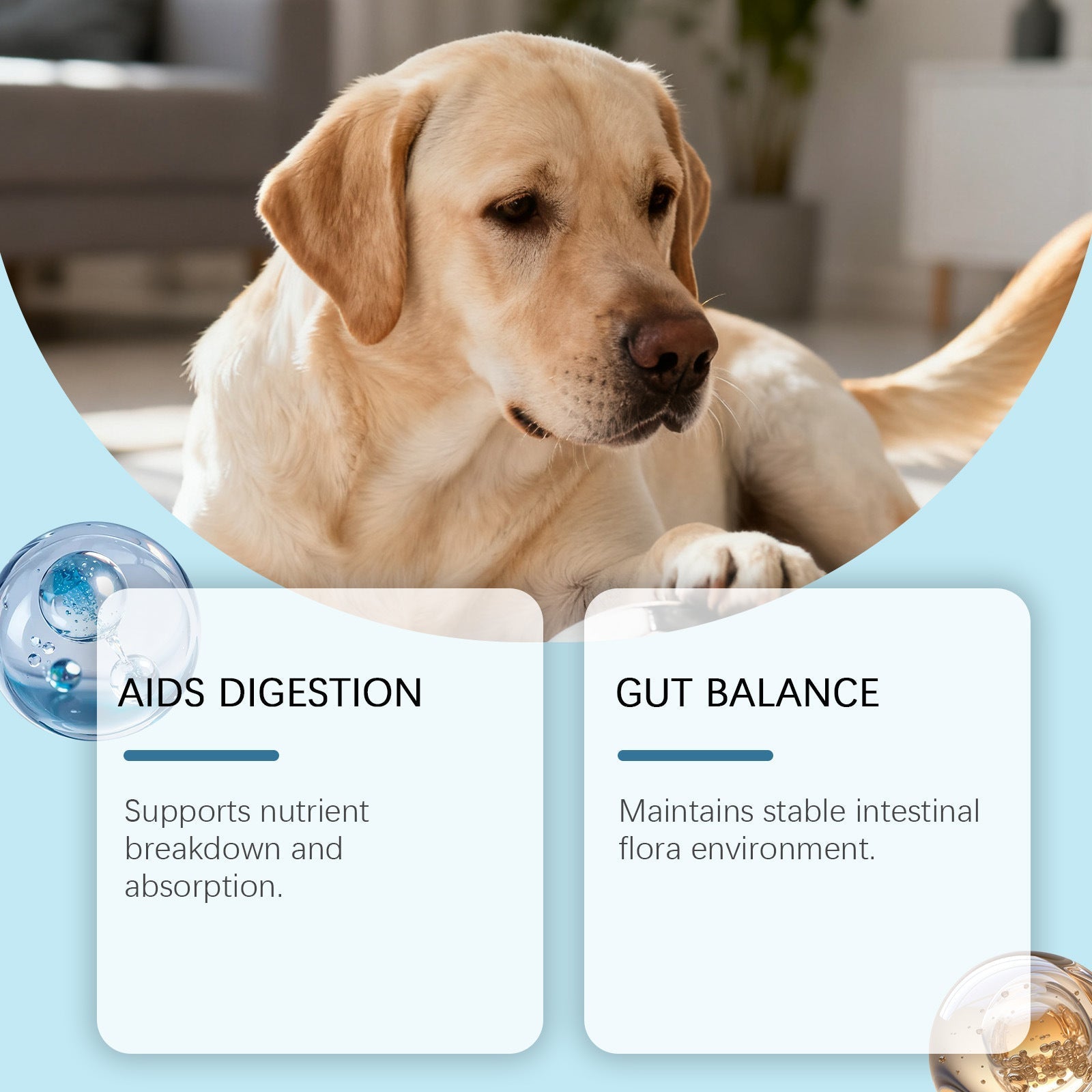 HKM-0290237 Dog Intestinal Health Soft Granules with Probiotics and Pumpkin Seed Extract