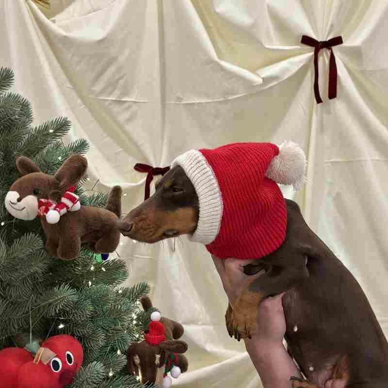 HKM-0297533 Warm Plush Dachshund Hat with Scarf for Pets - Little Red Riding Hood Style