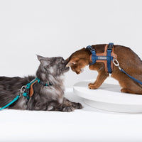 HKM-0314045 Cat Chest and Back Harness Leash Set - Reflective Nylon Options in Various Colors
