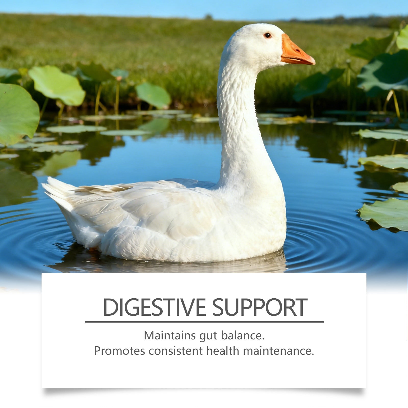 HKM-0355773 Nutritional Support Tablets for Poultry and Small Animals - 60 Count