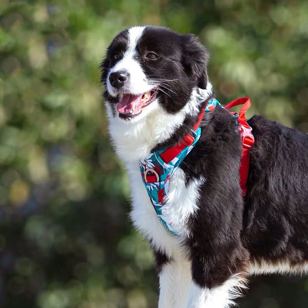 HKM-0389053 Labrador Comfortable Chest Strap in Multiple Sizes and Colors