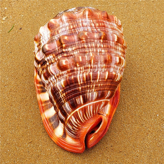 HKM-040147 Natural Wanbao Snail Conch for Landscaping and Aquarium Decor - Various Sizes Available