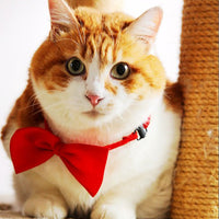 HKM-0450493 Solid Color Bow Pet Collar ¨C Adjustable Neck 34-44cm, Multiple Colors Available