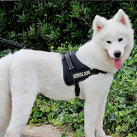 HKM-0474557 Adjustable Chest Strap for Dogs - Cloth Material, Available in Blue, Black, Red, Purple, Sizes S to XL