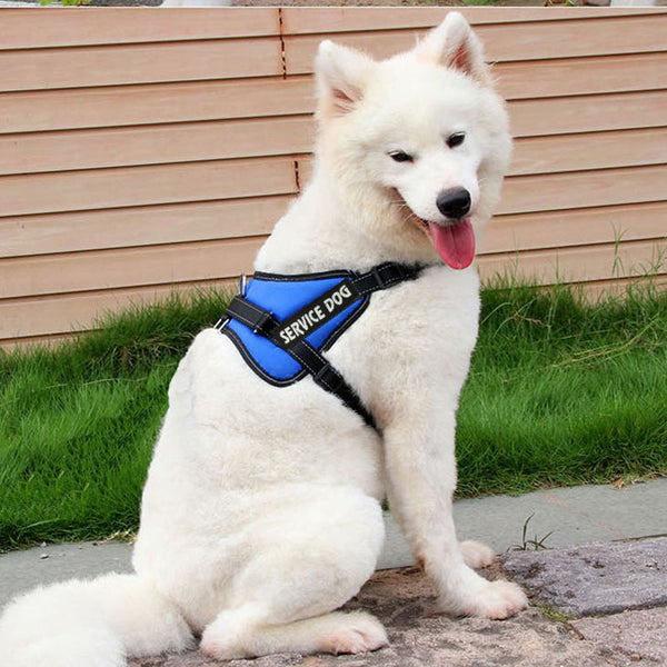 HKM-0474557 Adjustable Chest Strap for Dogs - Cloth Material, Available in Blue, Black, Red, Purple, Sizes S to XL