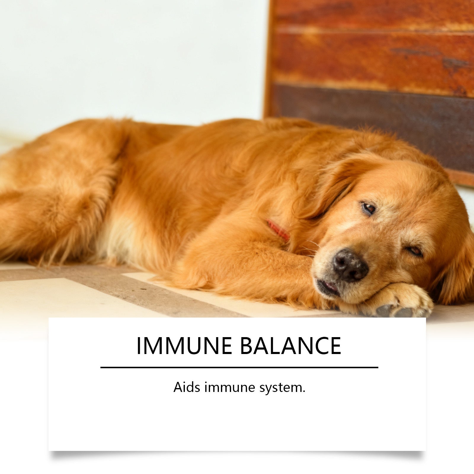 HKM-0486845 Herbal Urinary Relief Drops for Dogs - Natural Ingredients for Comfort