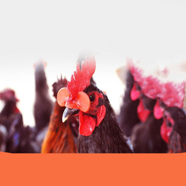 HKM-0498365 Chicken Beak Clasps for Pecking Prevention and Anal Protection